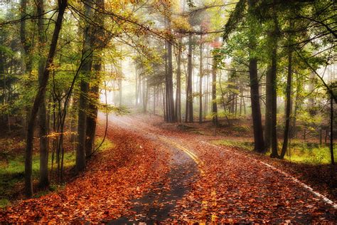 Autumn Road Forest Trees Fog Landscape Wallpapers Hd Desktop And