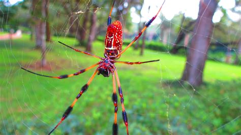 Huge Tropical Spiders At Washington Oaks State Park Florida State