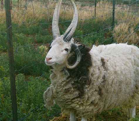 Cricket Song Farm Jacob Sheep
