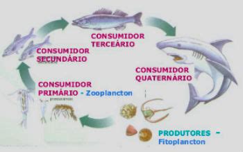 Cadeia Alimentar Aqu Tica Produtores E Consumidores Mundo Ecologia