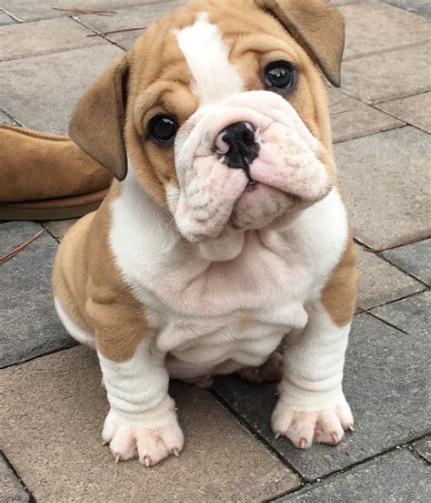 23 Cutest Bulldog Puppies Ever Picture Bleumoonproductions