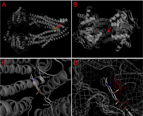 Molecular Docking Of Berberine Bbr To Homo Sapiens P Gp A Side And