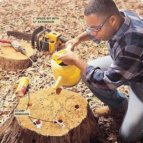 How To Kill A Stump And Roots Let Steady