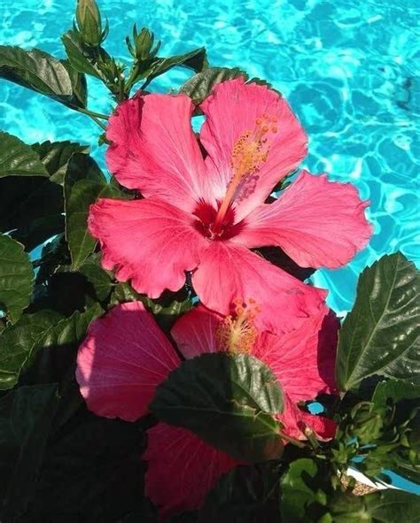 Bright Pink Hibiscus Tropical Flower Photography Hannah Wills Art