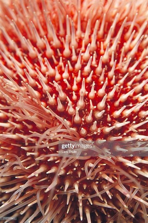 A Red Sea Urchin Closeup High Res Stock Photo Getty Images
