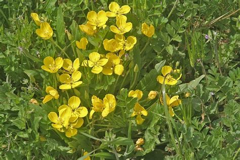 Flowers Forums Reyellow California Wildflower Discussion Board