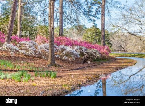 Azaleas In Bloom In Azalea Overlook Garden At Callaway Gardens In