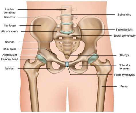 Skeletal Structure Pelvis Anatomy