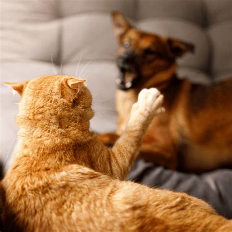 Cat Keeps Hissing At Dog Trendskami