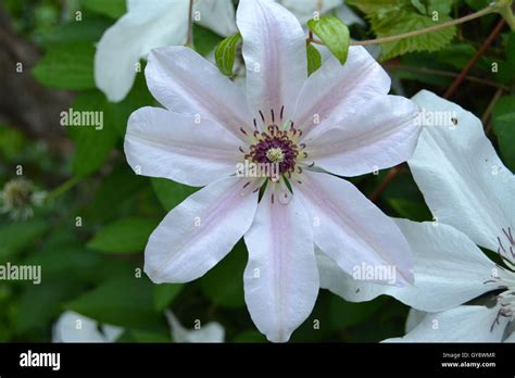Clematis Bud Hi Res Stock Photography And Images Alamy