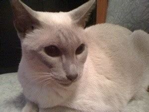 They have russian blue cat lines in their genes. Siamese Cat Breed Information and Photos | ThriftyFun