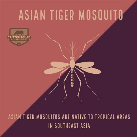 Asian Tiger Mosquito Fact Sheet Cswd