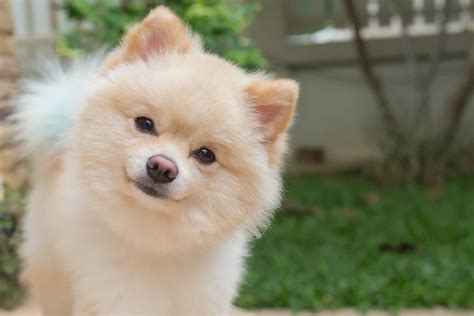 Lulu Da Pomerânia Características Cuidados E Diferenças Do Spitz Alemão