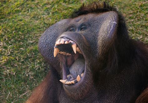 Why Are Gorilla Teeth So Big Fun Facts
