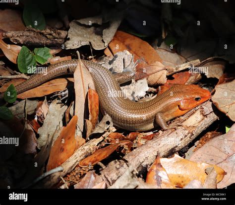Close Up Of A Large Male Broadhead Skink In Leaves At Rainbow Springs