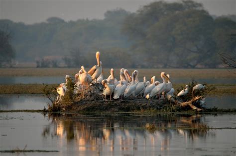 A Colony Of Pelicans At Keoladeo Bird Sanctuary Bharatpur R Birds