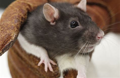 Are Lab Rats Really Prone To Cancer Howstuffworks