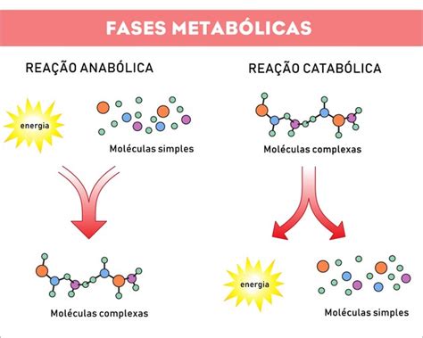 Metabolismo Celular Anabolismo Y Catabolismo Todo Sobre La Celula Hot