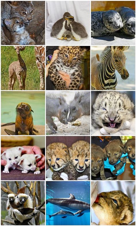 Top 15 Zoos To Visit To See Adorable Baby Animals Cute