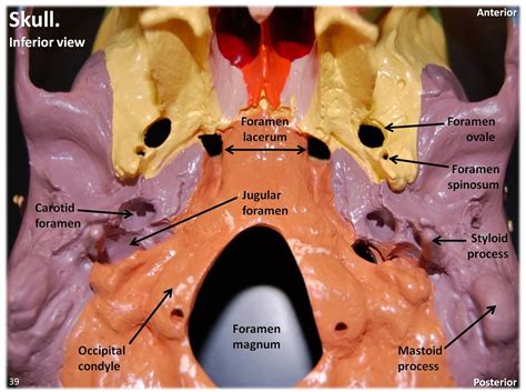 At the same time the bones grow larger by growing back into the growth plates. Multi-colored Skull, inferior view close-up with labels ...
