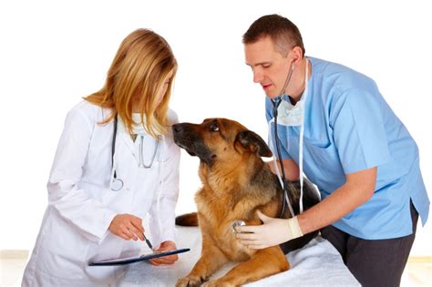 So You Want To Be A Vet Vet N Pet Direct Blog