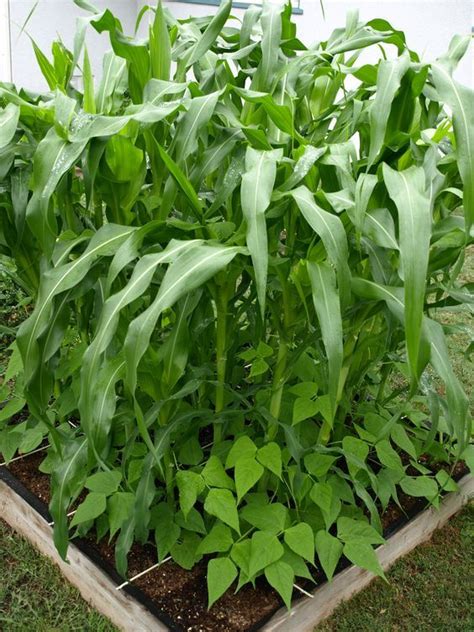 All you need to lay out your beds is a with square foot gardening, you can have a lot of variety in a small space, so it's important to understand how the plants will grow and potentially. 3 Sisters Garden - grid for square foot garden | Square ...