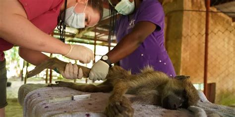 Écovolontariat Cours Vétérinaires Animaux Sauvages Au Malawi