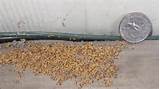 Termite Damage Sawdust