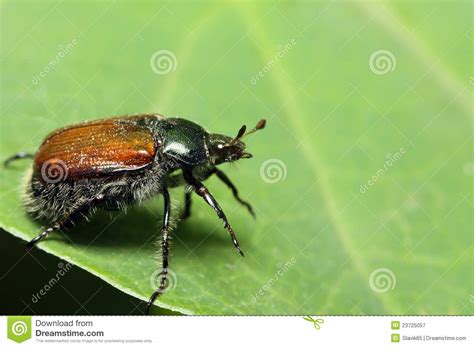 Bug On A Green Leaf Macroshooting Stock Image Image Of Sheet Large