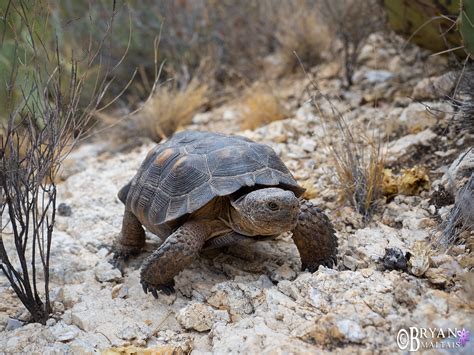 Morafkas Desert Tortoise Arizona