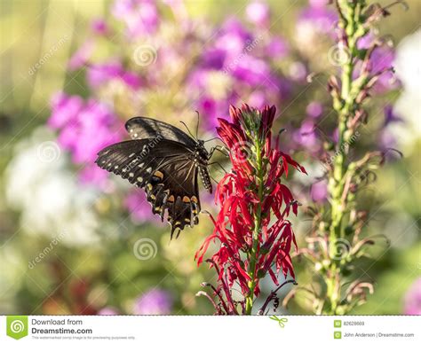 Tiger Swallowtail Del Este Glaucus De Papilio Imagen De Archivo