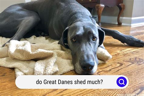 Do Great Danes Shed Much Stop Shedding Guide Oodle Life