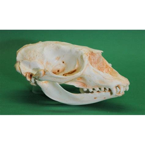 Hooded Seal Skull Replica Dinosaurs Rock Superstore Fossil And Mineral Specimens