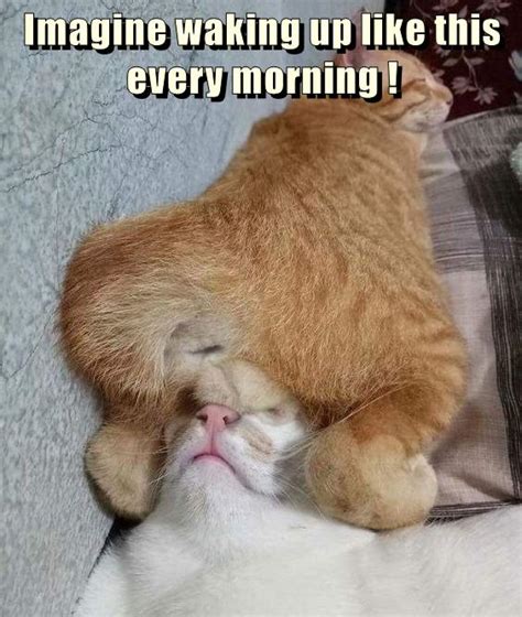 Imagine Waking Up Like This Every Morning Lolcats Lol Cat Memes