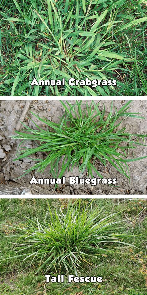 Crabgrass Tall Fescue And Bluegrass Mobile