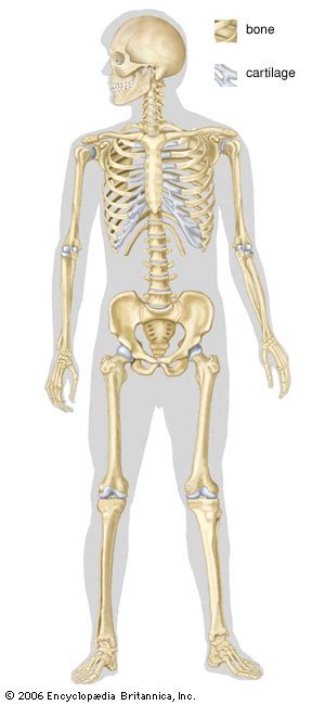 Human bones anatomy human anatomy skeleton human anatomy pinterest human skeleton related posts: human body diagram