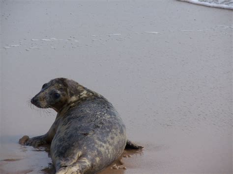 Riverhead Foundation Releases Rehabbed Seal In East Hampton East