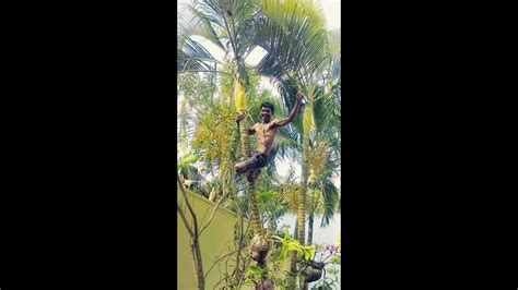 How To Climb A Coconut Tree YouTube