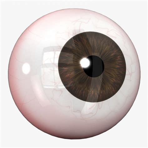 Realistic Eyeball Free 3d Models