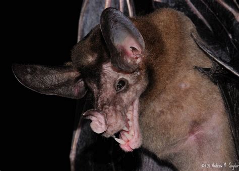 Greater False Vampire Bat Alchetron The Free Social Encyclopedia