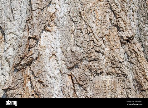 Bark From The Poplar Tree Stock Photo Alamy