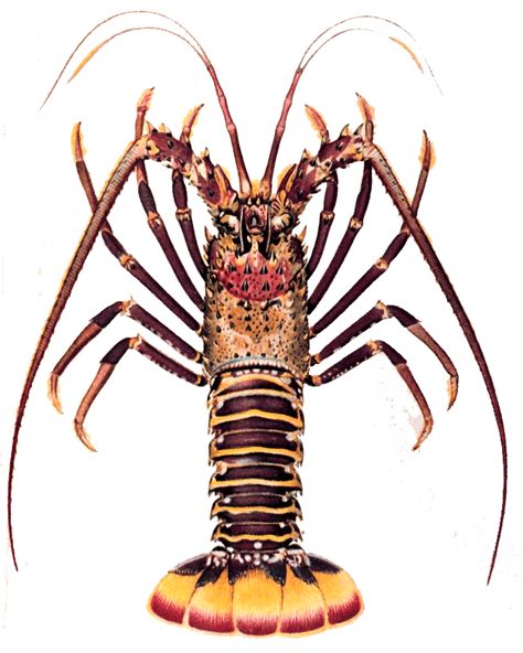 Spiny Lobster Alchetron The Free Social Encyclopedia