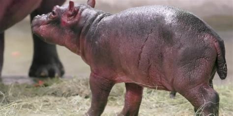Baby Hippo Born At Dallas Zoo Myanmar International Tv