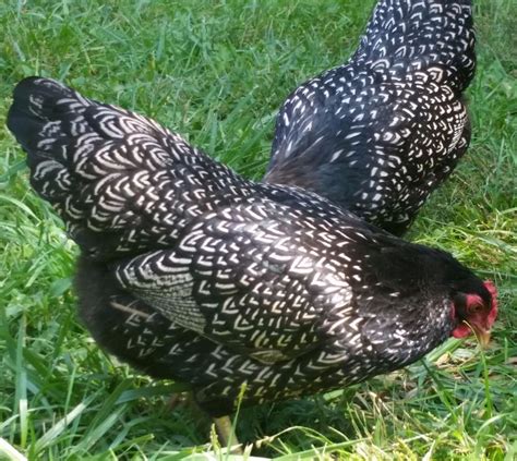 Silver Double Laced Barnevelder Chicken Hatching Eggs Chicken