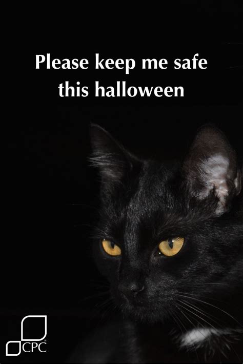 Halloween Fun With Your Pets Tips And Advice Cpc Cares Blog Cat
