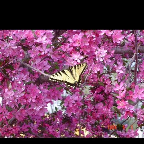 Butterflies Loving The Flowering Fruitless Crabapple Tree Crabapple