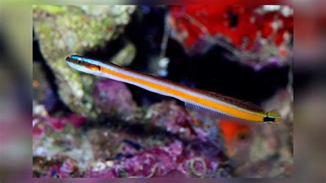 Gunnellichthys Curiosus Curious Wormfish Neon Worm Goby Yellow