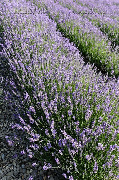 Image Common Lavender Lavandula Angustifolia 497335 Images Of