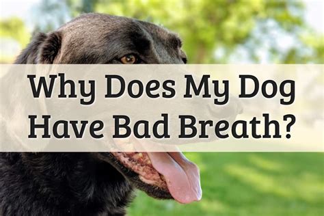 5 Reasons Your Dog Has Bad Breath And What To Do 2022