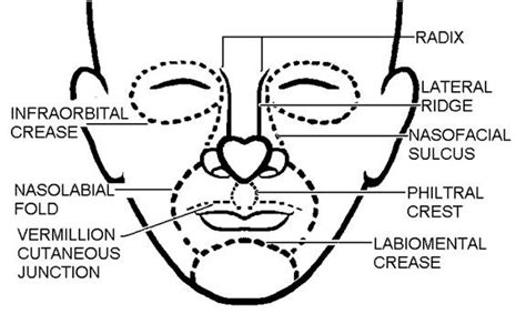 53 Best Facial Anatomy Images On Pinterest Facial Anatomy Facials